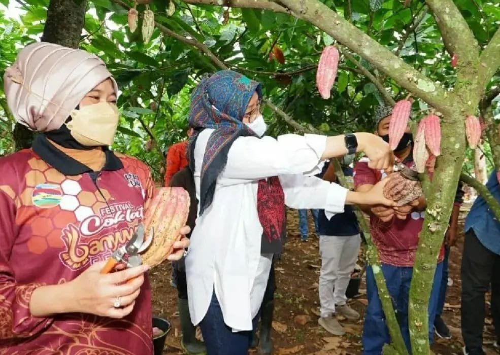 Suka Makanan Manis, Yuk Berkunjung ke Banyuwangi, Maret ini Ada Festival Coklat