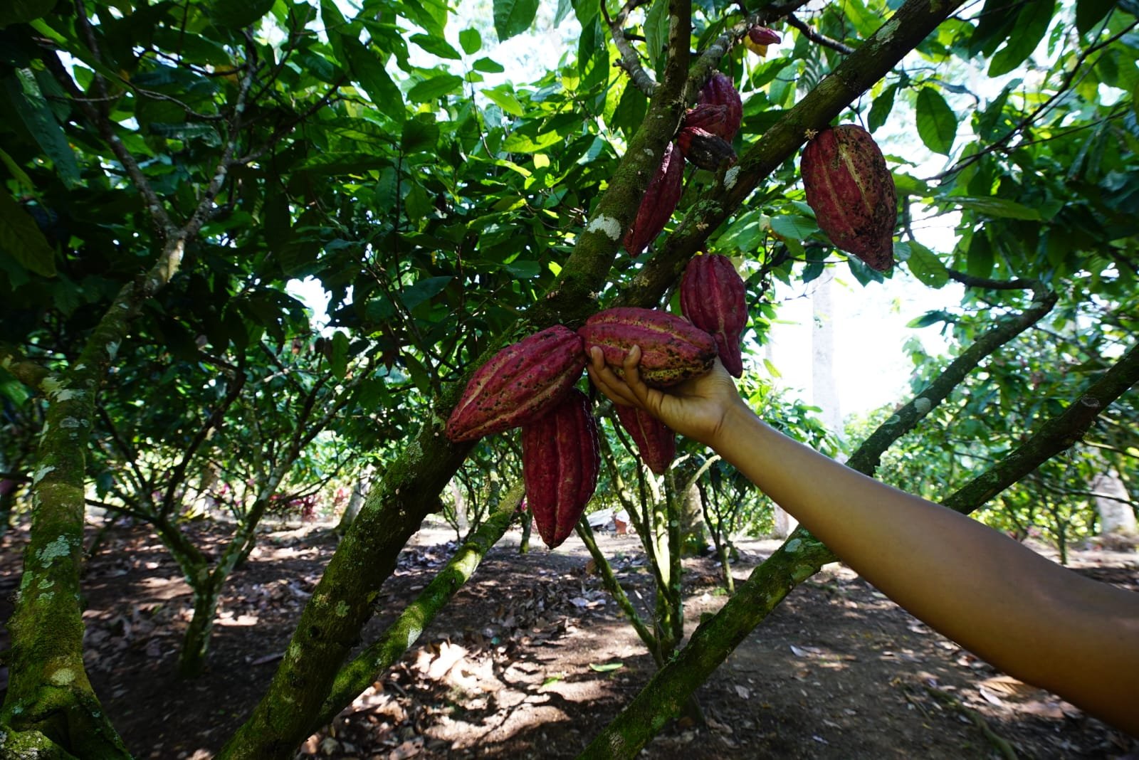 Wisata Glenbaru Banyuwangi, Harga Rp 1 Jt dapat Suguhan Eksotisme Lansekap Sejarah dan Kebun Kakao