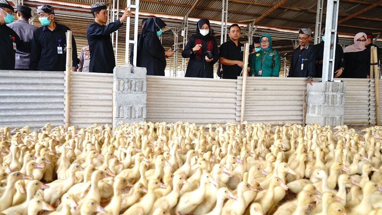 Kelompok Pemuda di Banyuwangi Mandiri Lewat Usaha Peternakan Bebek