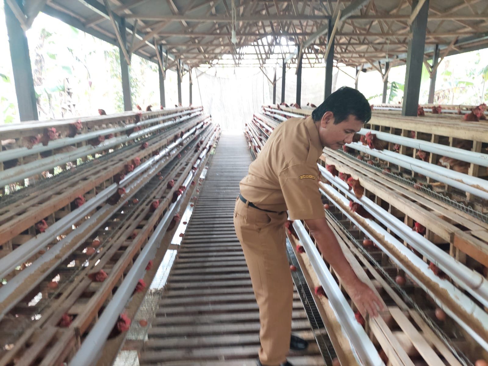 Bantuan Bibit dan Pelatihan: Kunci Peningkatan Peternakan di Banyuwangi