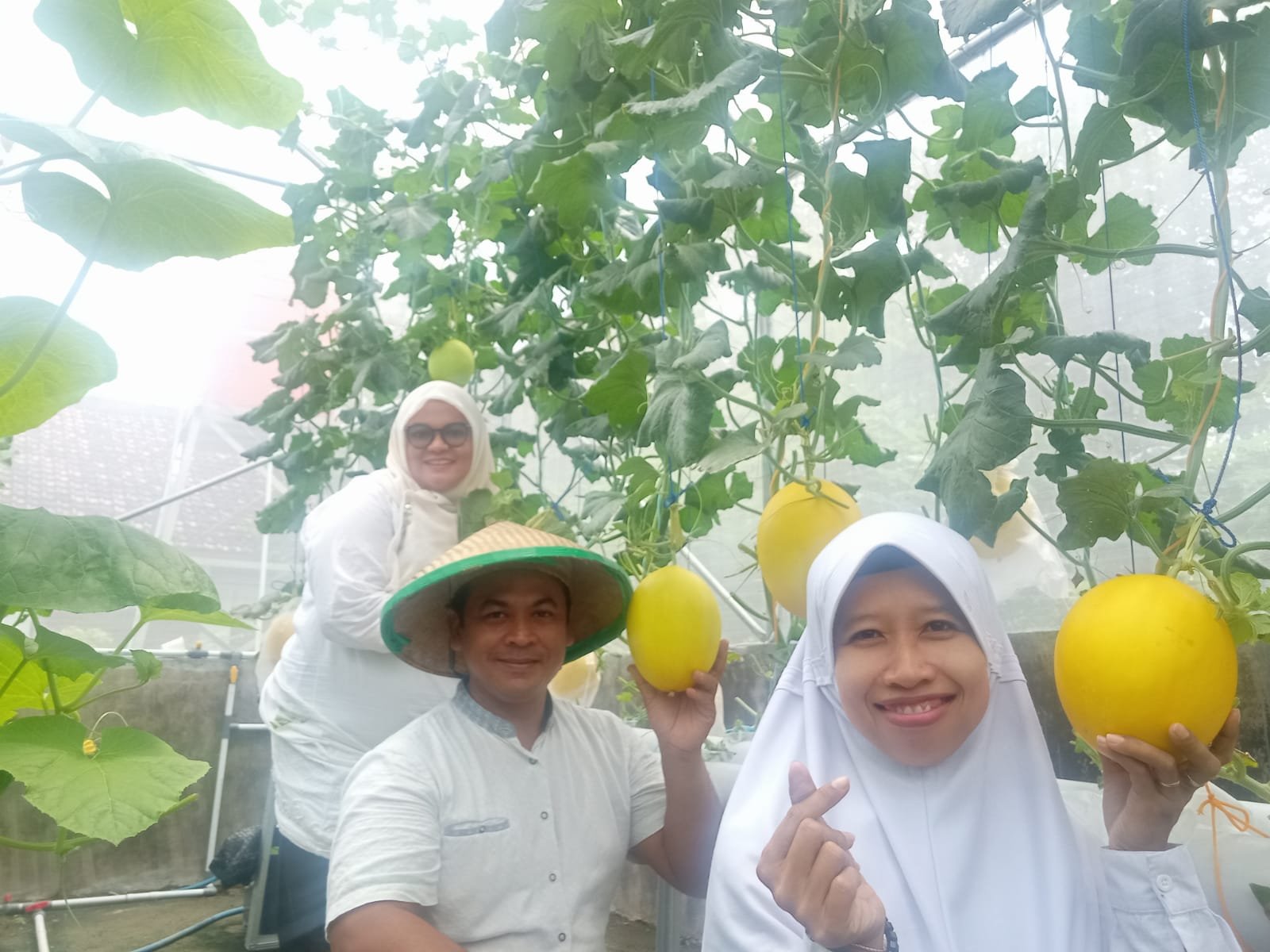Tanam Tanpa Musim: Revolusi Pertanian dengan Smart Green House di Banyuwangi