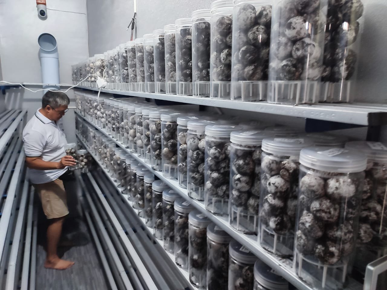Banyuwangi Sea Turtle Foundation: Inovasi Intan Ruang untuk Konservasi Penyu