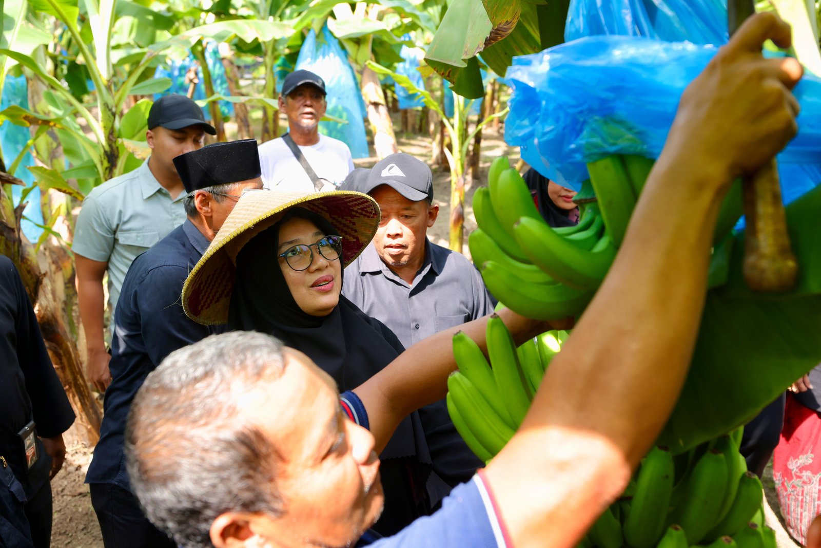 Stabilitas Harga dan Perawatan Mudah, Petani Banyuwangi Beralih ke Pisang Cavendish
