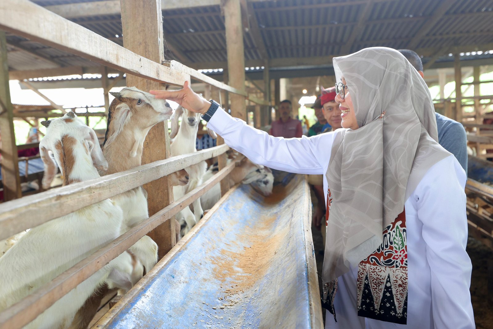 Tren Susu Kambing Meningkat: Peluang Usaha yang Menjanjikan di Banyuwangi
