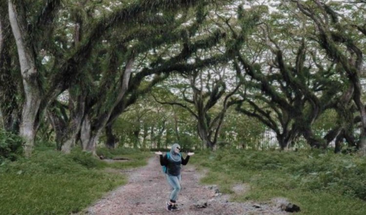Wisata De Djawatan, Suguhkan Pesona Hutan Trembesi di Banyuwangi 