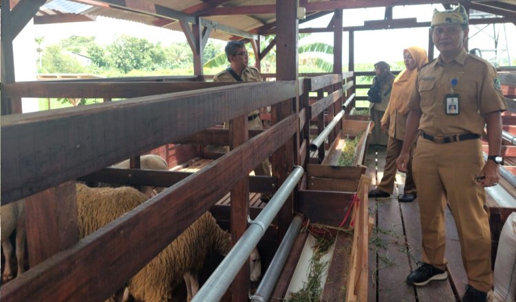 Alternatif Sukses, Tingginya Permintaan dan Stabilitas Harga Domba di Banyuwangi