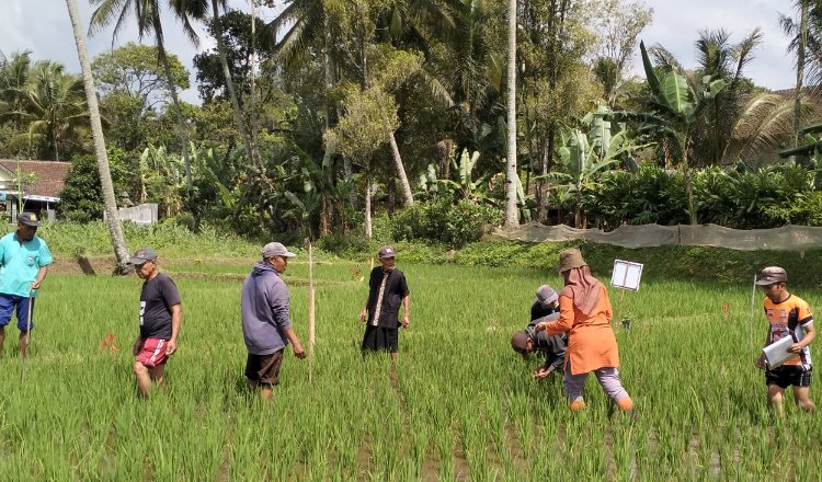 Terapkan Konsep PHT, Langkah Jitu Dispertan Banyuwangi Kendalikan Hama Padi