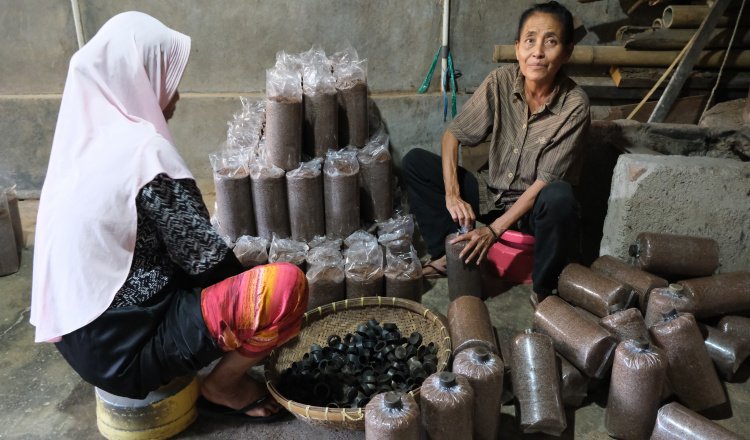 Industri Jamur Tiram di Gambiran Banyuwangi Bergeliat, Mampu Produksi 20 Ton per Bulan