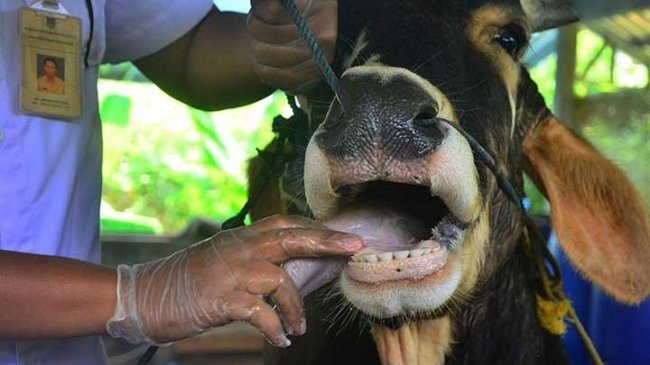 Dispertan Banyuwangi Berupaya Maksimal Lindungi Peternak dari Ancaman PMK dan LSD